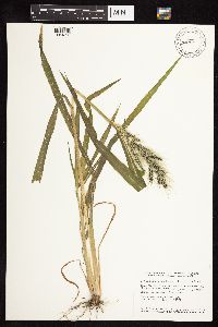 Echinochloa walteri image