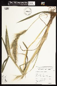 Echinochloa walteri image