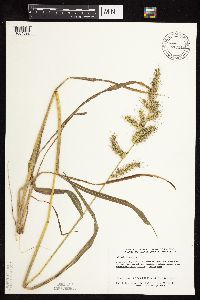 Echinochloa walteri image