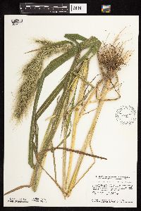 Thumbnail image of current specimen