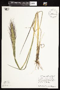 thumbnail image of current specimen
