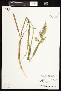 Echinochloa walteri image
