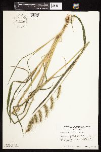 Echinochloa walteri image