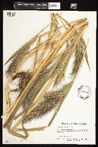 Echinochloa walteri image