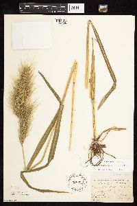 Echinochloa walteri image
