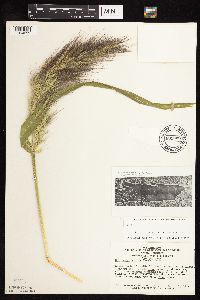 Echinochloa walteri image