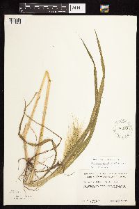 Echinochloa walteri image