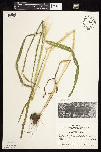 Echinochloa walteri image