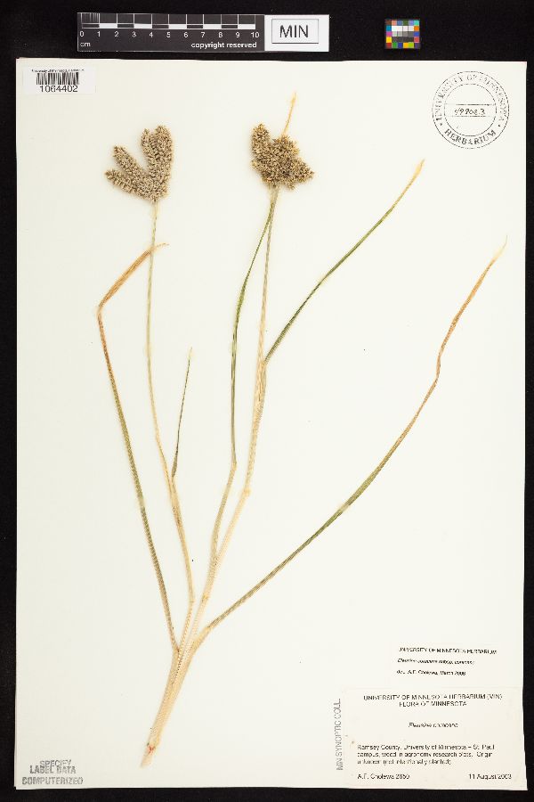 Eleusine coracana image