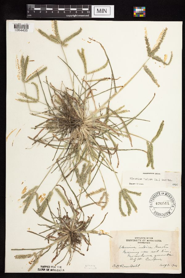 Eleusine image