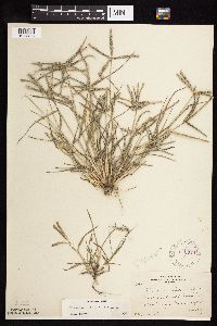 Image of Eleusine indica