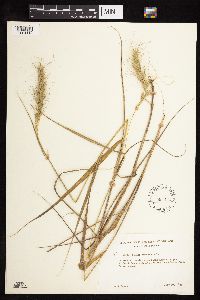 Elymus canadensis image