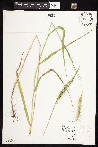 Elymus canadensis image