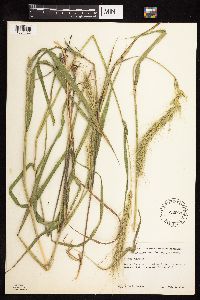 Elymus canadensis image