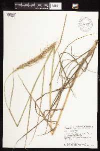 Elymus canadensis image
