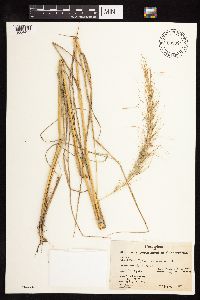 Elymus canadensis image
