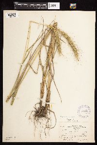 Elymus canadensis image