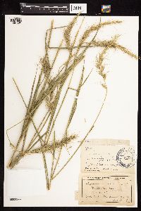 Thumbnail image of current specimen