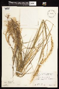 Elymus canadensis image