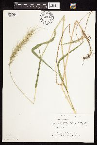 Elymus canadensis image