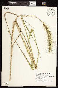 Elymus canadensis image