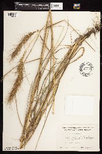 Elymus canadensis image