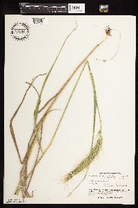 Elymus canadensis image