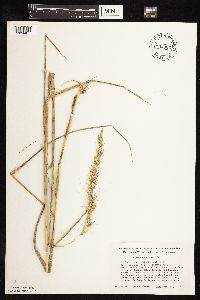 Elymus canadensis image