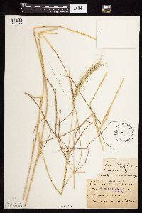 Elymus canadensis image