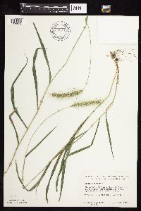 Elymus canadensis image