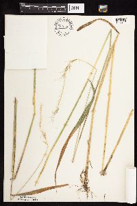 Elymus canadensis image