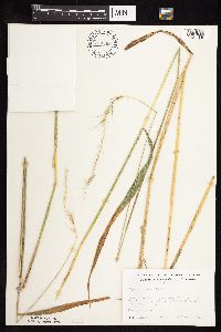 Elymus canadensis image