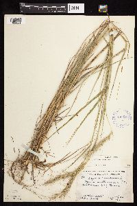 Elymus canadensis image