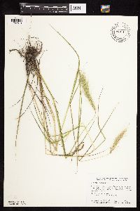 Elymus canadensis image