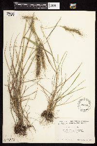 Elymus canadensis image