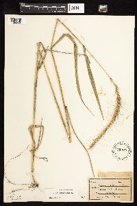 Elymus canadensis image