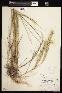 Elymus canadensis image