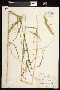Elymus canadensis image