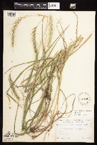 Elymus canadensis image