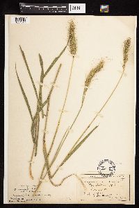 Elymus canadensis image