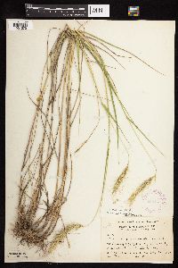 Elymus canadensis image