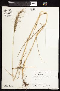 Elymus canadensis image