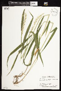 Elymus canadensis image