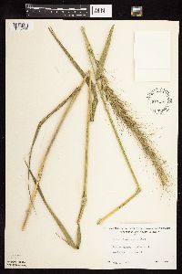 Elymus canadensis image