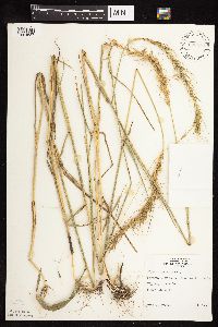 Elymus canadensis image