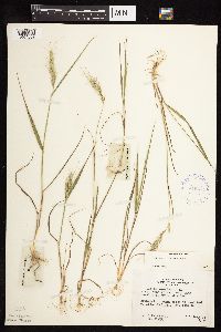 Elymus canadensis image