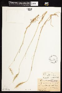 Elymus canadensis image