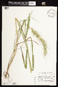 Elymus canadensis image