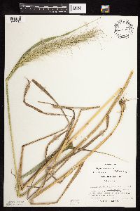Elymus canadensis image