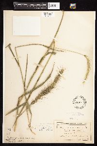 Elymus canadensis image